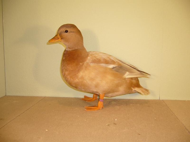 Muenster 2008 080.jpg - Zwergente blaugelb von Geschwister Farwick Preis V97 BJM